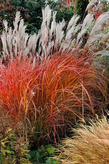 Flame Grass
