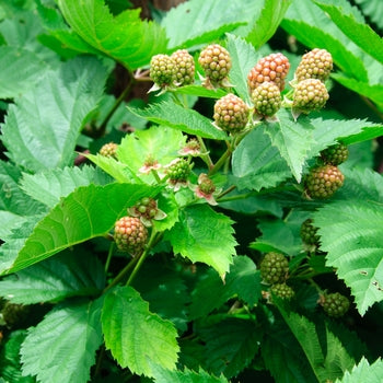 Triple Crown Blackberry