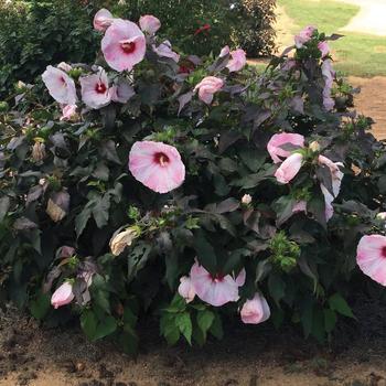 Head over Heels Blush Hibiscus