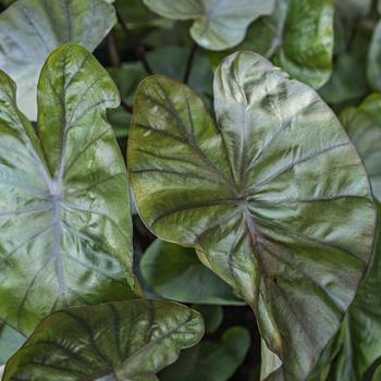Royal Hawaiian Kona Coffee Elephant Ears