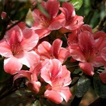 Dogwood Azalea