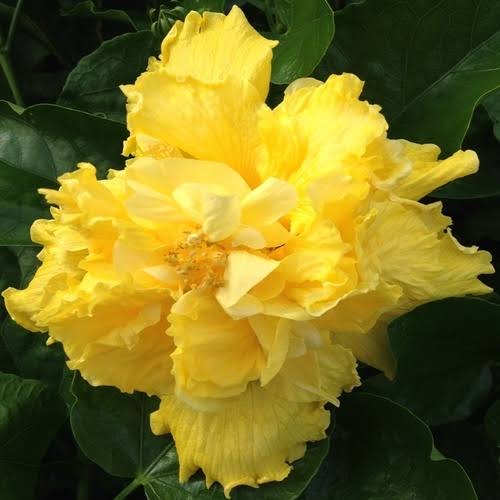 Saffron Moon Cajun Hibiscus