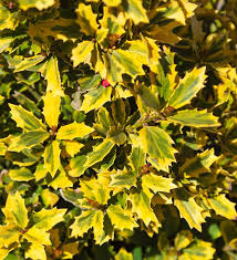 Golden Oakland Holly