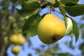 Orient Pear