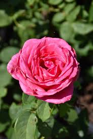 Perfume Delight Rose