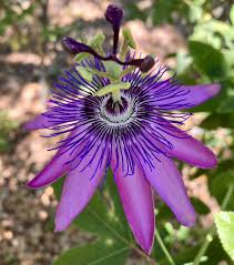 Purple Passion Vine