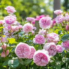 David Austin "Olivia" Rose