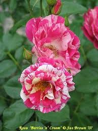 Berries & Cream Rose