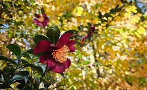 October Magic Crimson and Clover Camellia