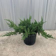 Parsonii Juniper