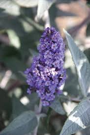 True Blue Butterfly Bush