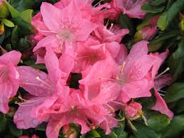 Pink Pearl Azalea