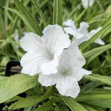 Mexican Petunia