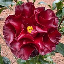 Black Magic Camellia