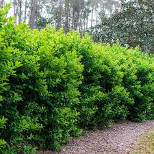 Sweet Viburnum