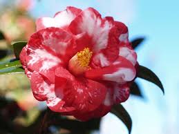 TriColor Superba Camellia japonica