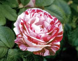 Scentimental Rose