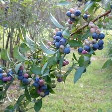 Tiff Blue Blueberry