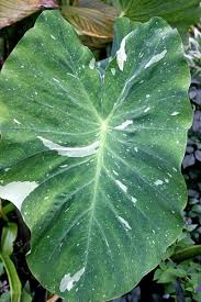 El Paio Elephant Ear