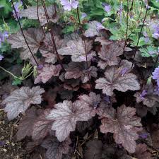 Plum Pudding Coral Bell Heuchera