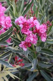Twist of Pink Oleander