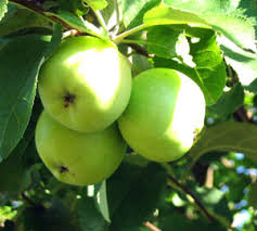 Ein Shemer Apple Tree