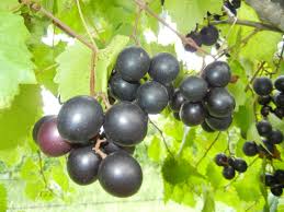 Cowart Muscadine - 2 Gallon