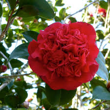 Professor Sargent Camellia