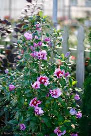 Purple Althea (Rose of Sharon)