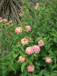 Ham and Eggs Lantana