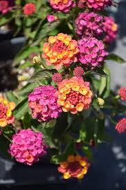 Lucky Sunrise Rose Lantana