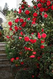 April Tryst Camellia