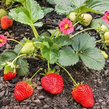 Strawberry Plants