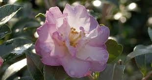 October Magic Orchid Camellia