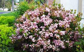 Eleanor Tabor Indian Hawthorn