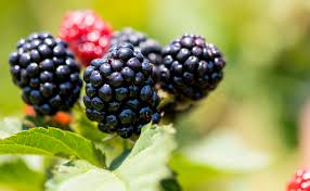 Ponca Thornless Blackberry