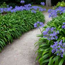 Lily of the Nile Blue Agapanthus