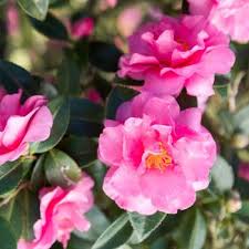 Delores Edward’s Camellia