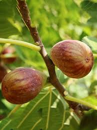 Olympian Fig