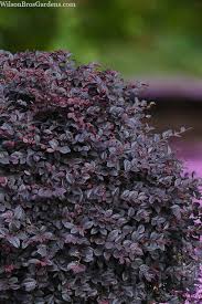 Cerise Charm Loropetalum