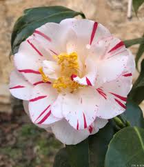 Princess Masako Camellia