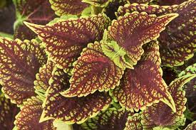Coleosaurus Coleus