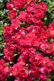 Red Drift Rose