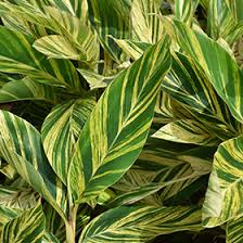 Variegated Ginger