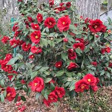 Royal Velvet Camellia