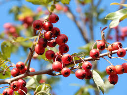 Native Mayhaw