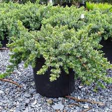 Blue Pacific Juniper