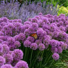 Serendipity' Allium