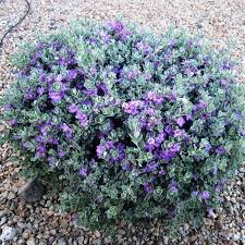 Desperado Texas Sage