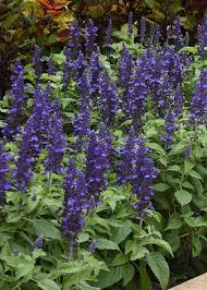 Mysty Salvia